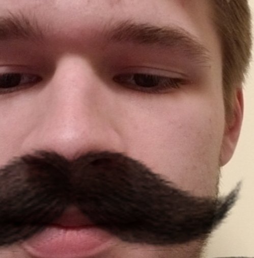 A well-groomed waxed handlebar moustache, styled into a curl with mustache wax