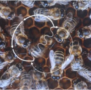 Diagram illustrating a honeybee's waggle dance figure-eight movement pattern