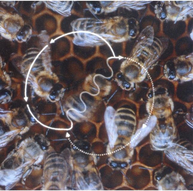 Diagram illustrating a honeybee's waggle dance figure-eight movement pattern