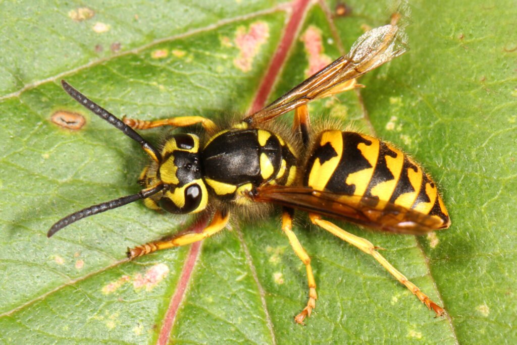 Photo of a western yellowjacket wasp, rated the same pain level 2 as a honeybee sting