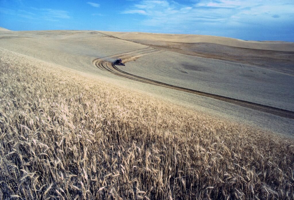 Wheat harvest, a wind-pollinated staple crop Combine harvester in a wheat field, a staple crop that does not depend on animal pollinators