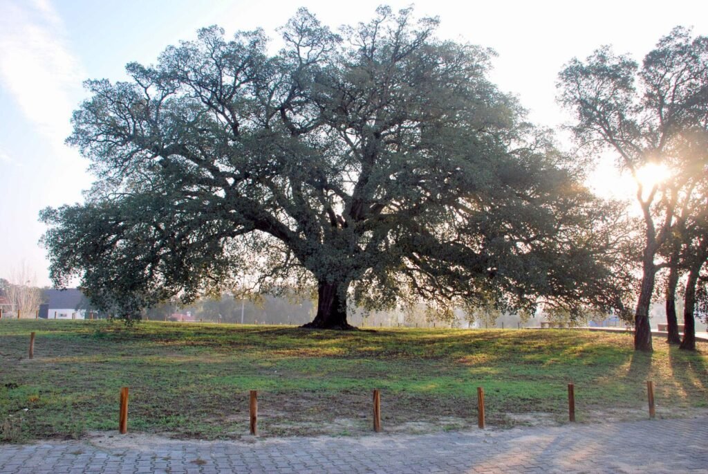 The Whistler Tree, a monumental cork oak in Aguas de Moura, Portugal, the same cork-oak landscape behind cortico beekeeping