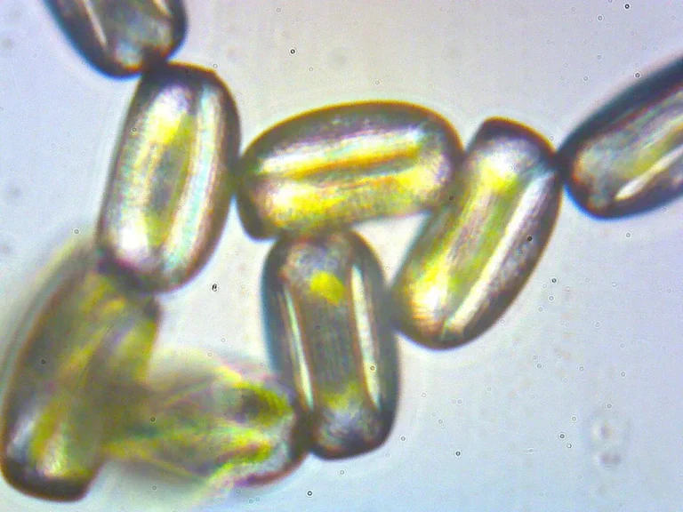 Light microscope photo of several elongated white clover pollen grains, each showing the long furrows used to identify them