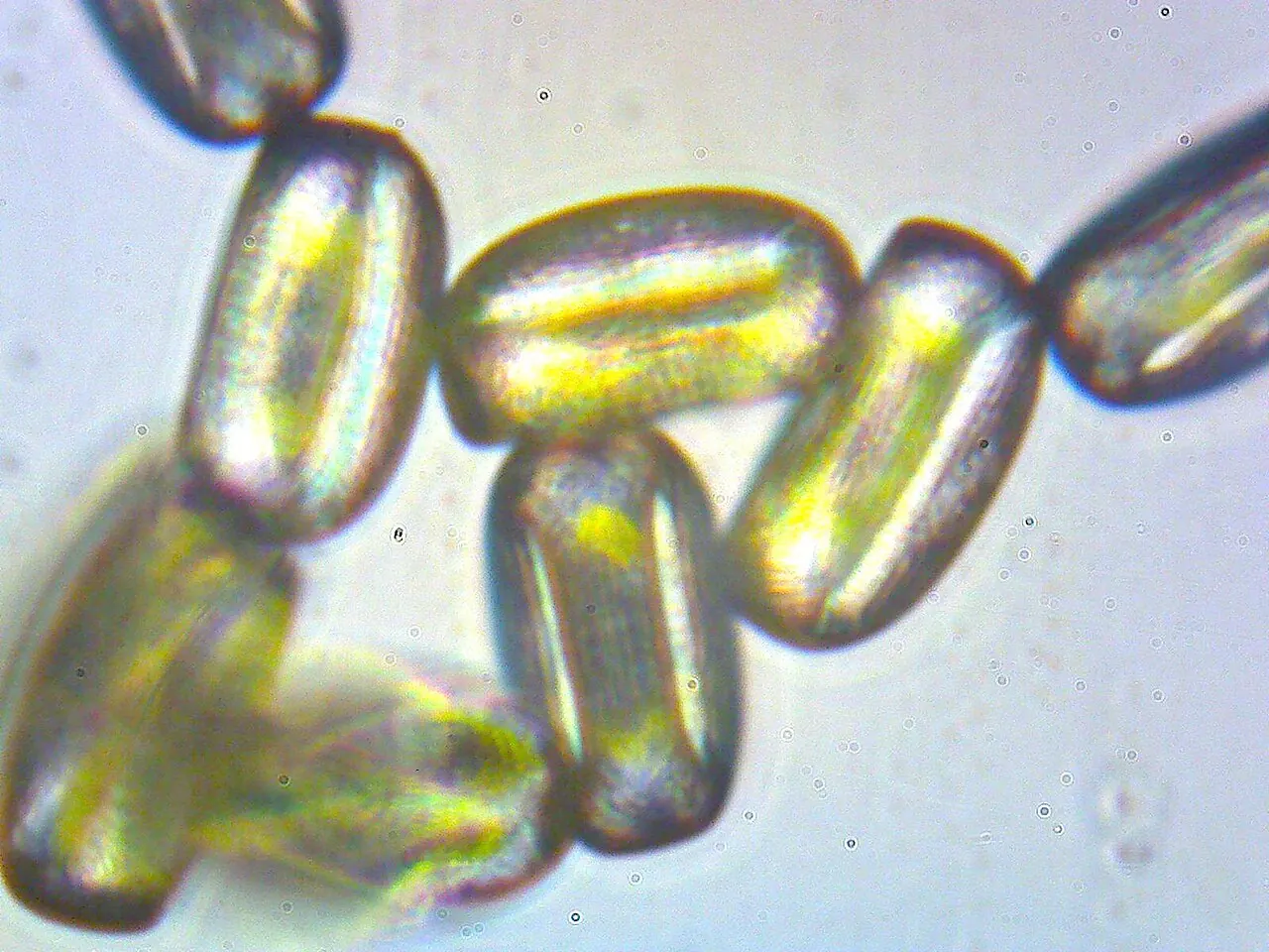 Light microscope photo of several elongated white clover pollen grains, each showing the long furrows used to identify them