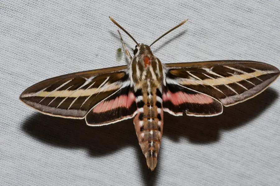 White-lined sphinx moth, Hyles lineata, a hawkmoth that visits pale, strongly scented flowers