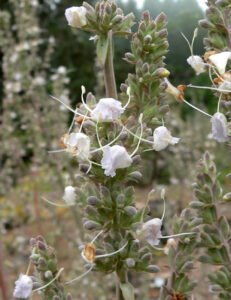 Flowering spike of white sage (Salvia apiana), the California native plant behind sage honey