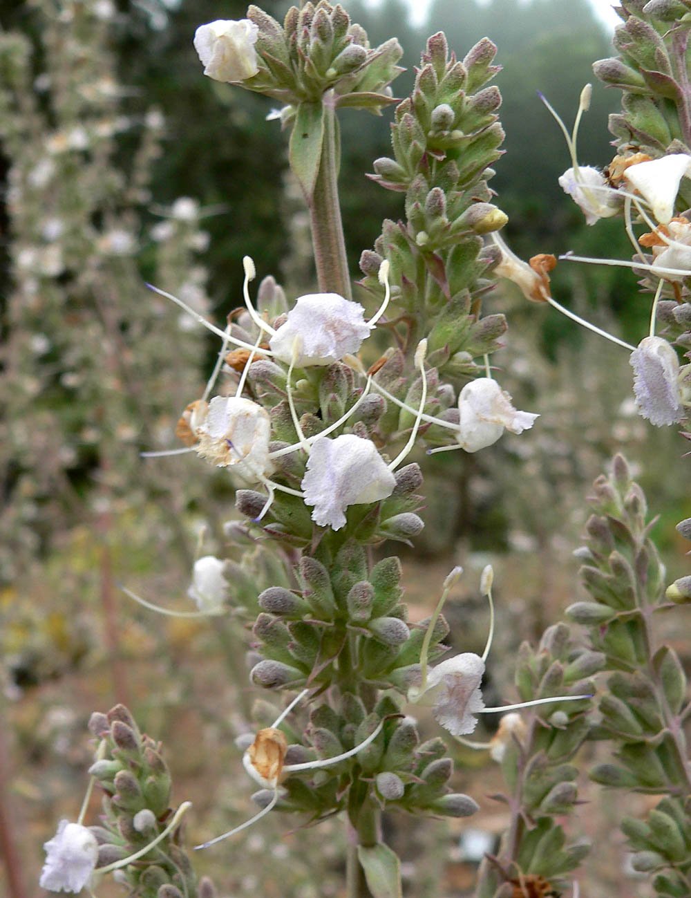 Flowering spike of white sage (Salvia apiana), the California native plant behind sage honey