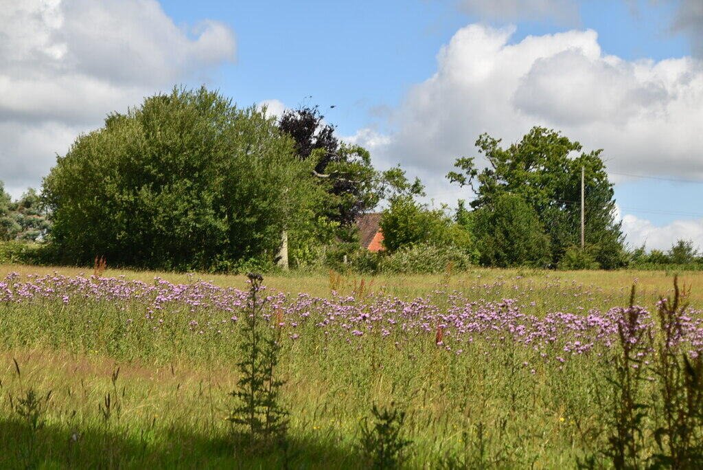 Wildflower meadow whose nectar secretion depends on soil moisture and temperature a weather station tracks