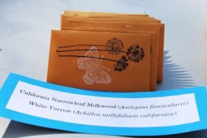 Seed packets clearly labeled with native plant species names for a pollinator garden display