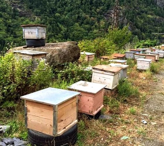 Wooden beehives kept in a mountain region, sheltered and positioned for morning sun exposure at elevation
