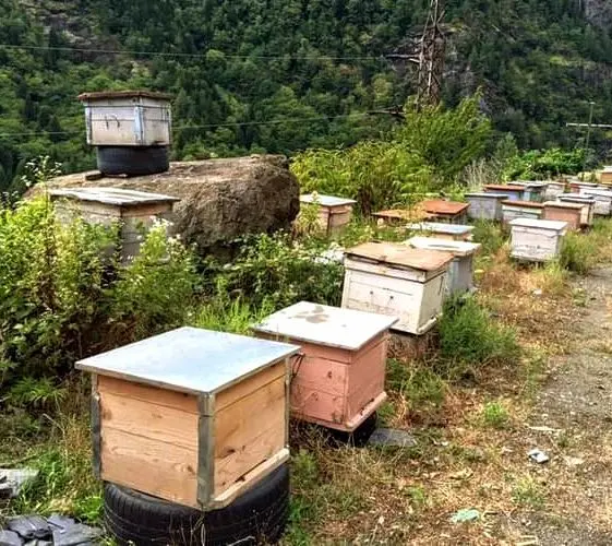Wooden beehives kept in a mountain region, sheltered and positioned for morning sun exposure at elevation