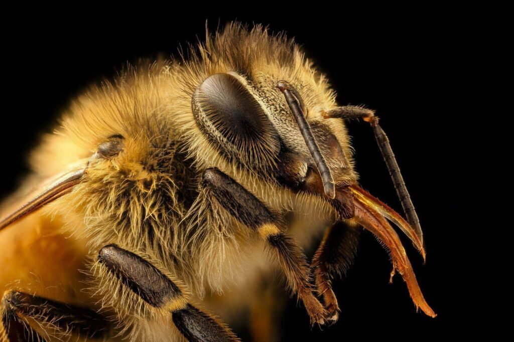 Macro close-up of a honey bee worker showing the head, mouthparts, and front legs used in washboarding