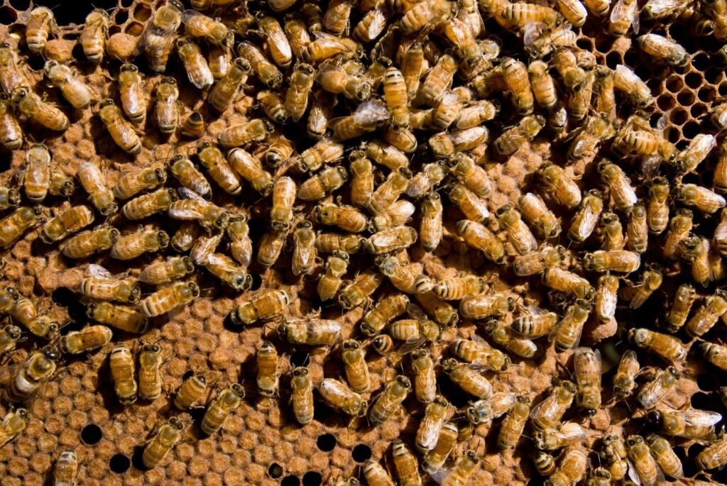Worker honeybees inside a hive performing different colony tasks by age