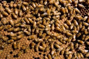 Worker honeybees inside a hive performing different colony tasks by age