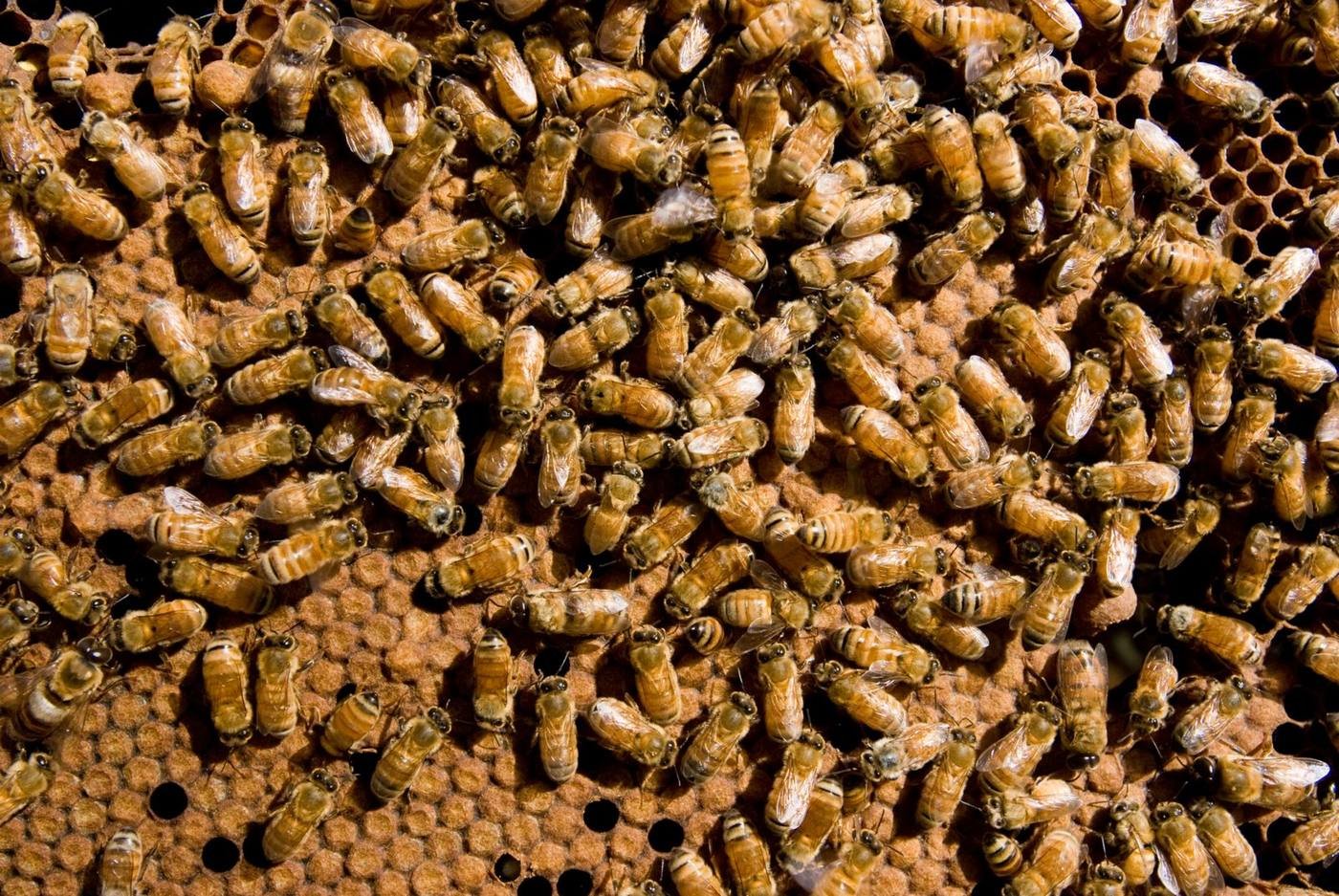 Worker honeybees inside a hive performing different colony tasks by age