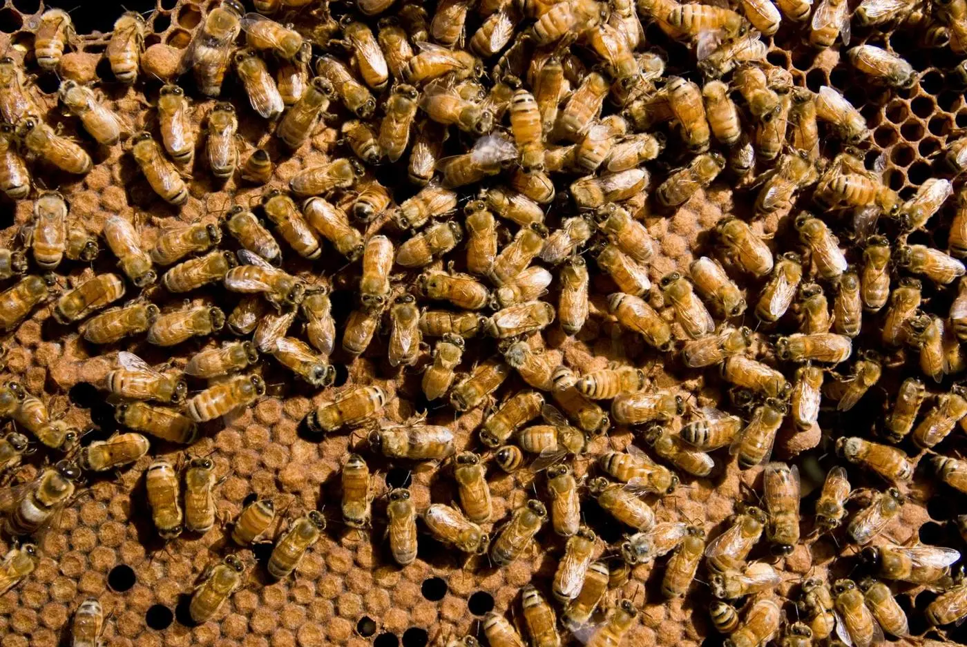 Worker honeybees inside a hive performing different colony tasks by age