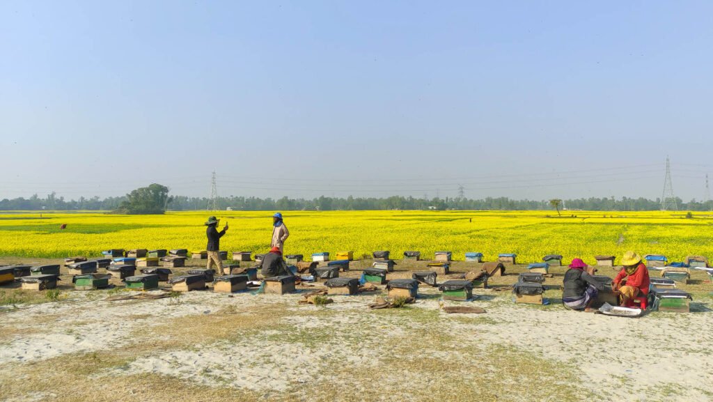 Workers tending long rows of hive boxes beside a bright yellow flowering field