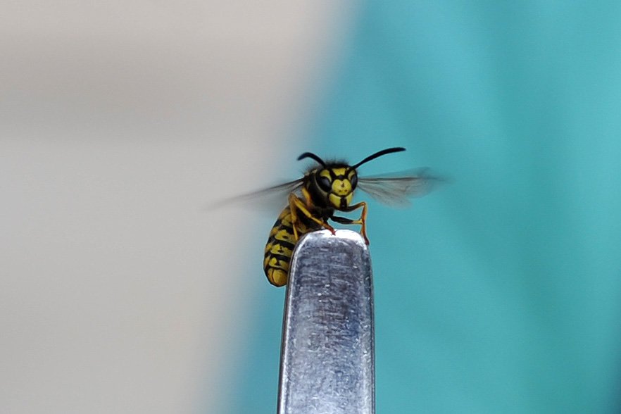 Close-up of a yellow jacket wasp showing its smooth shiny body and narrow pinched waist, the opposite of a bee's fuzzy round shape