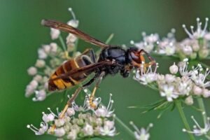 A yellow-legged Asian hornet, Vespa velutina, on a leaf