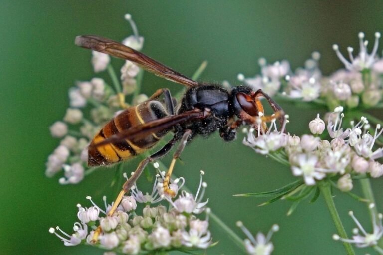 A yellow-legged Asian hornet, Vespa velutina, on a leaf