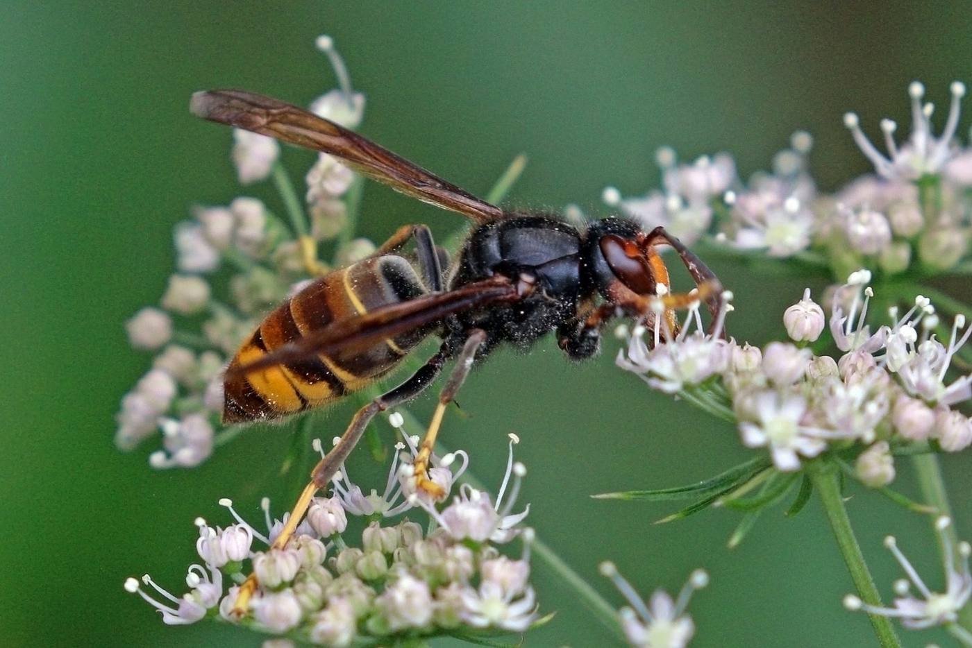 A yellow-legged Asian hornet, Vespa velutina, on a leaf