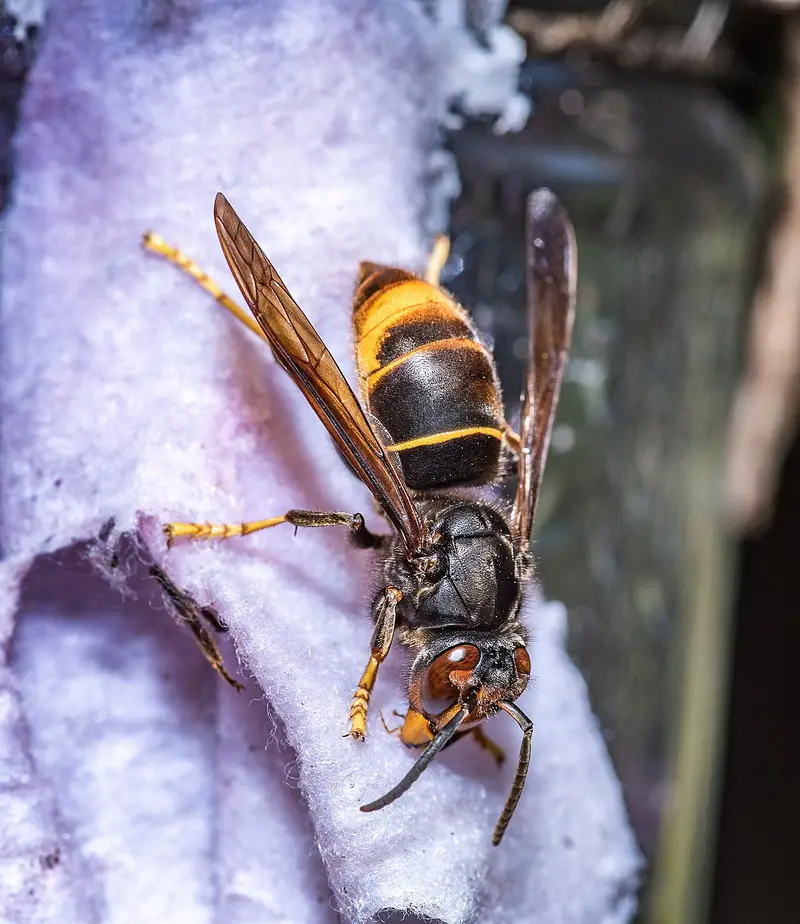 Close-up of a yellow-legged hornet with dark body, orange face and yellow leg tips resting on a pale fibrous surface