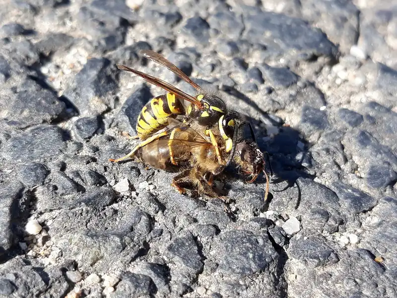 German yellowjacket on asphalt biting the head off a honey bee it has caught