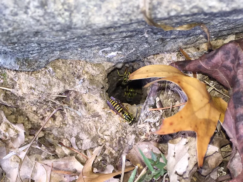 Yellowjackets at the entrance hole of an underground nest under a rock edge among fallen leaves