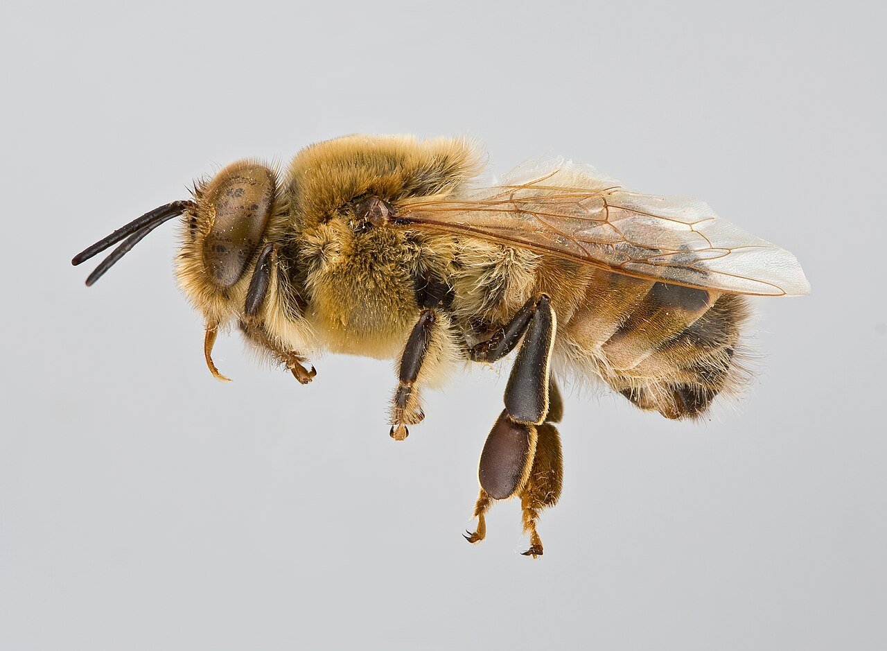 Zángano de Apis mellifera, la abeja macho de la colmena, mostrando sus ojos compuestos característicamente más grandes