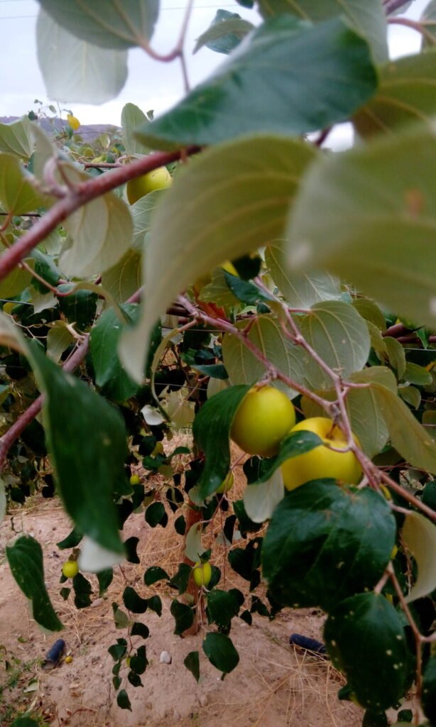 Ziziphus spina-christi, the Sidr or lote tree whose narrow bloom window produces Sidr honey