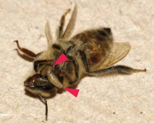 Two Apocephalus borealis zombie fly larvae emerging from a parasitized honey bee worker