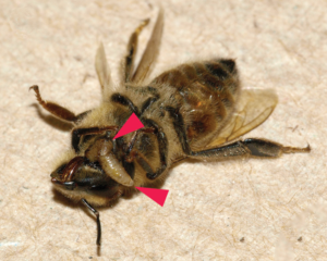 Two Apocephalus borealis zombie fly larvae emerging from a parasitized honey bee worker