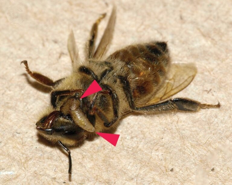 Two Apocephalus borealis zombie fly larvae emerging from a parasitized honey bee worker