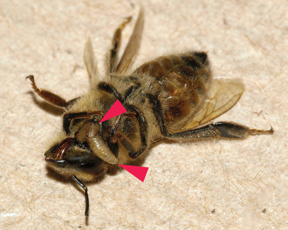 Two Apocephalus borealis zombie fly larvae emerging from a parasitized honey bee worker