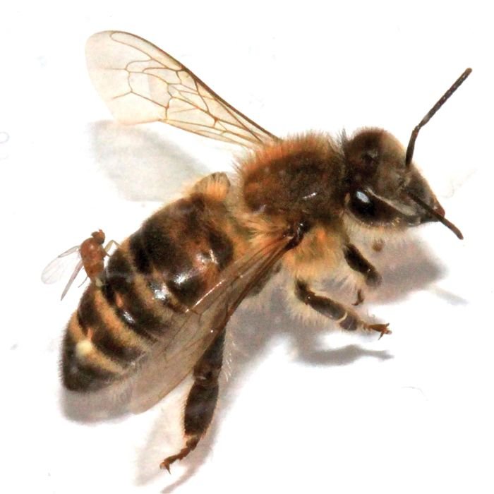 Scientific photo of a female Apocephalus borealis fly using its ovipositor to lay eggs inside the abdomen of a worker honey bee