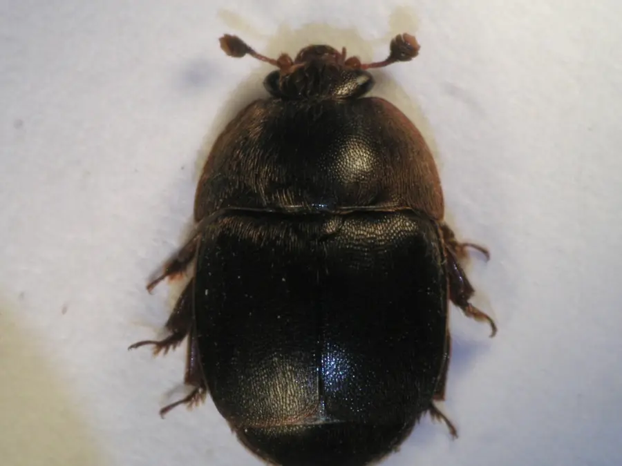 Close-up photo of an adult small hive beetle, a dark oval beetle with clubbed antennae, on a pale background