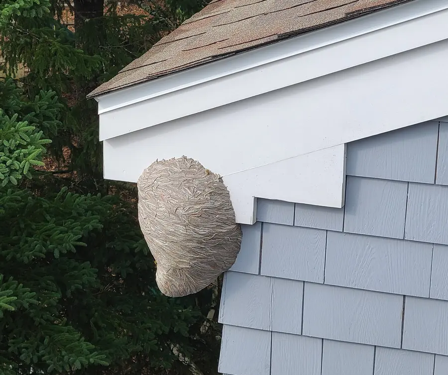 Large enclosed gray paper nest attached under the eave of a house with blue shingle siding