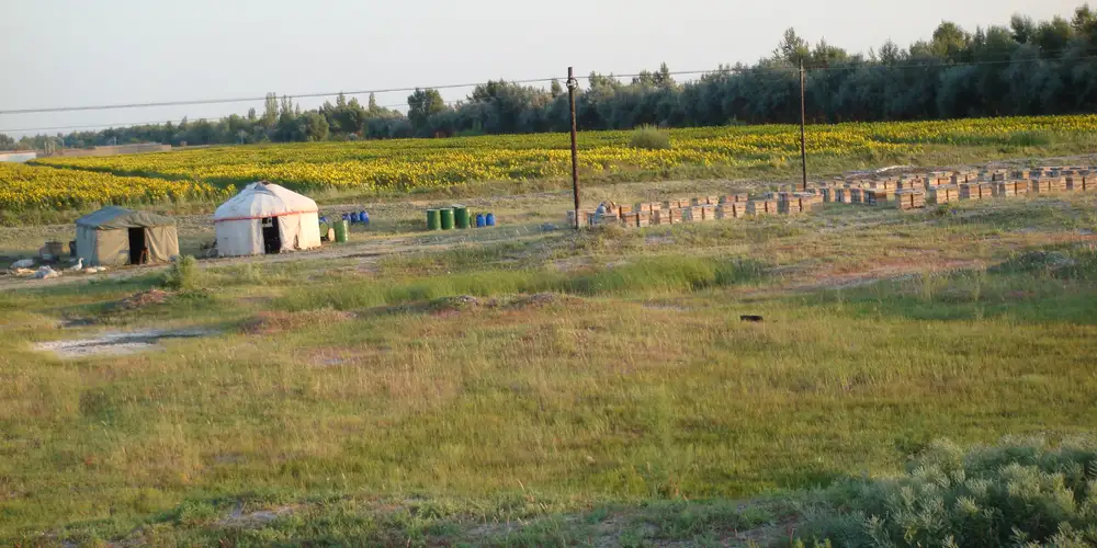 Rows of wooden hive boxes and a beekeepers' camp with a yurt beside a blooming sunflower field in Burqin County, China