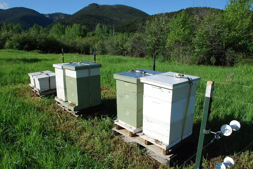 Four white and green hive stacks on wooden pallets inside an electric fence in a grassy mountain meadow