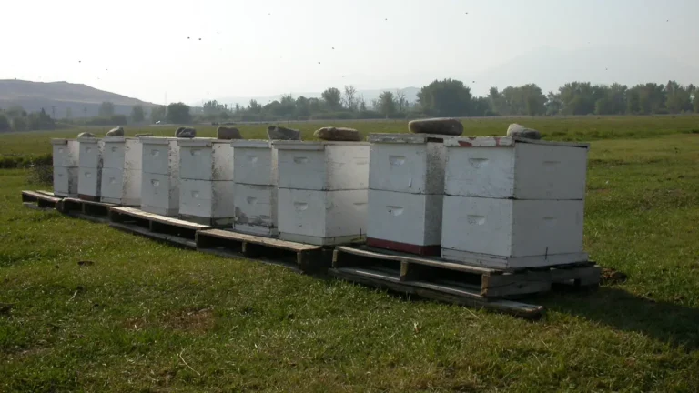 Row of nine two-box white hives on wooden pallets in a mown field with distant hills, Gallatin County, Montana