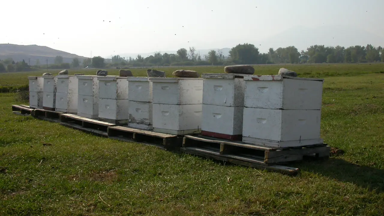 Row of nine two-box white hives on wooden pallets in a mown field with distant hills, Gallatin County, Montana
