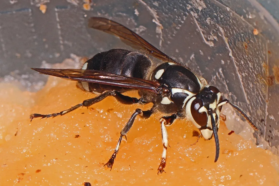 Bald-faced hornet with a black body, ivory-white face and white leg bands, feeding on orange fruit pulp
