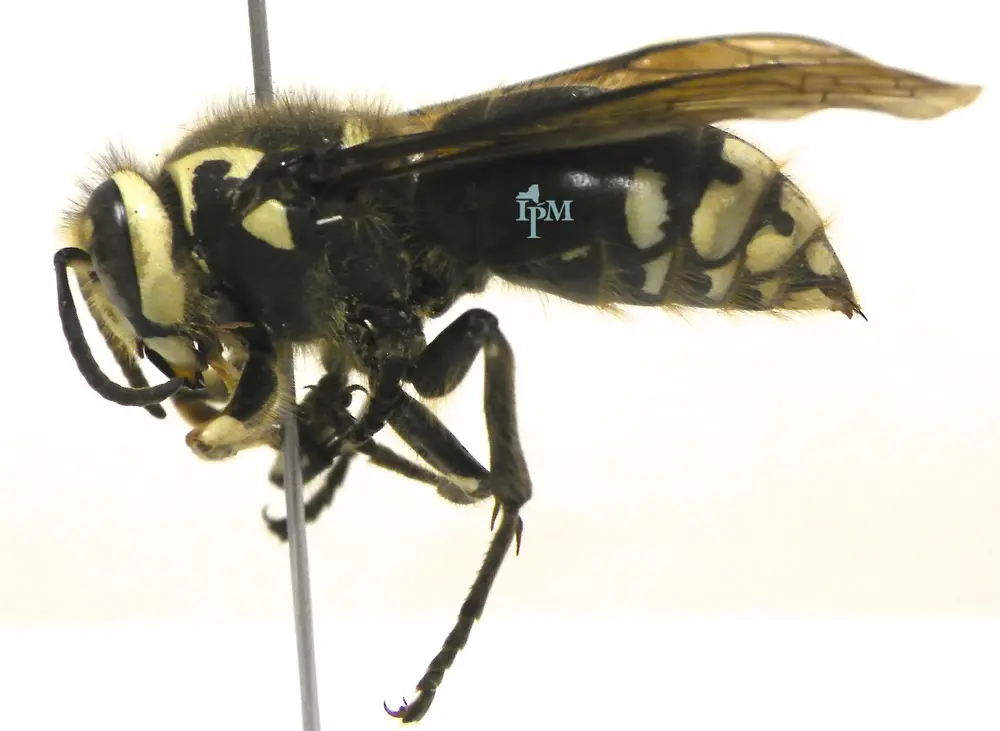 Pinned bald-faced hornet specimen in side view, showing its black body with ivory-white face and abdomen markings
