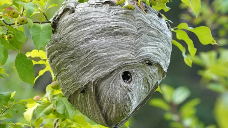 Gray bald-faced hornet nest hanging among crabapple leaves, with workers at the round entrance hole
