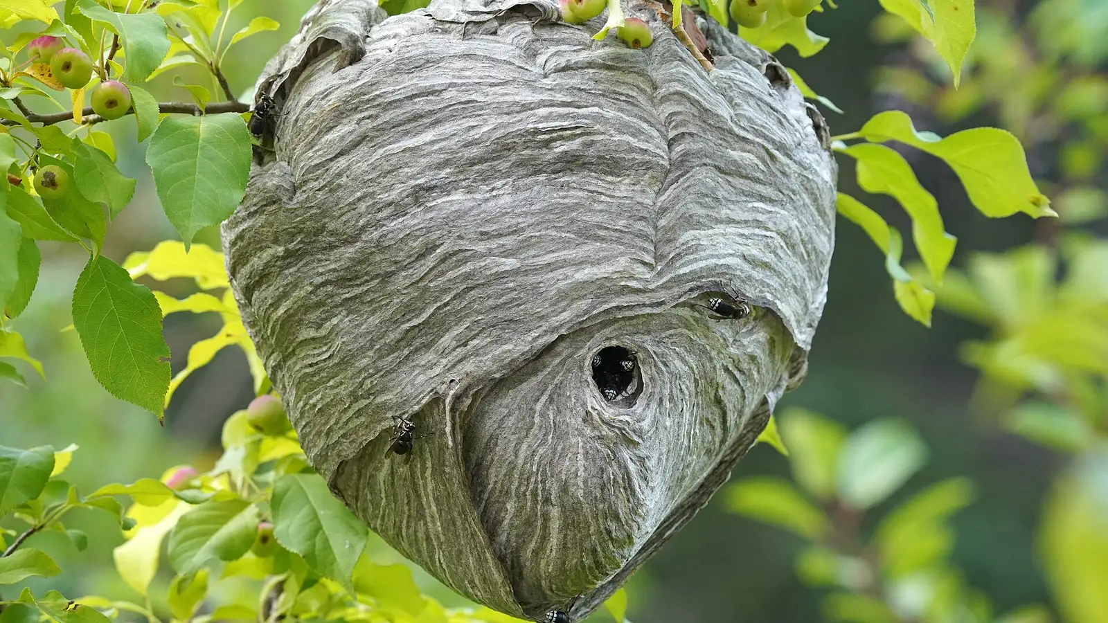 Gray bald-faced hornet nest hanging among crabapple leaves, with workers at the round entrance hole