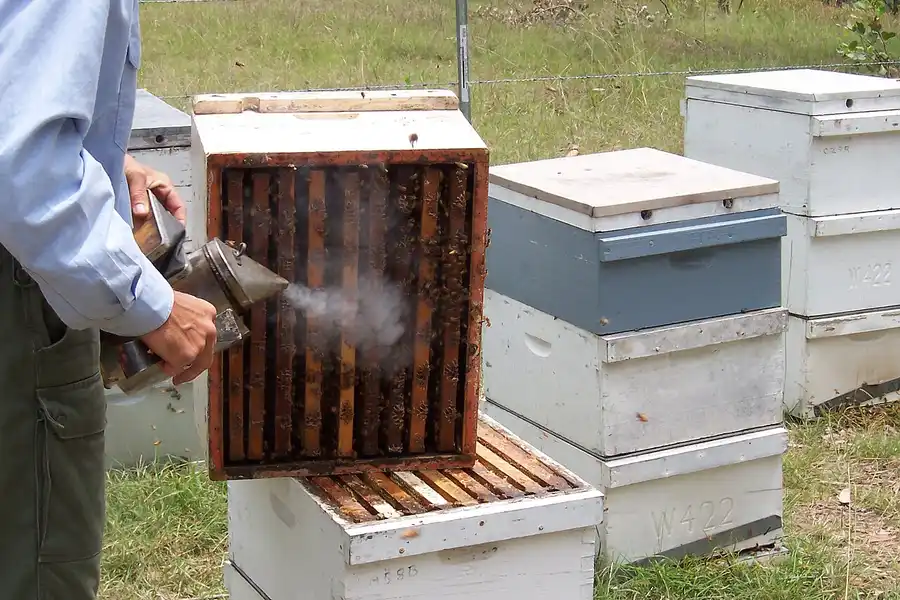 Beekeeper puffing smoke from a metal smoker into an open hive box full of bees on a white hive stand