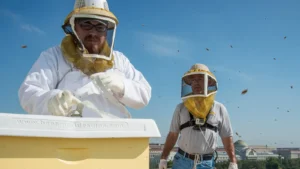 Two USDA beekeepers on a rooftop apiary, one in a white bee suit and veil, the other in a T-shirt, jeans and veil