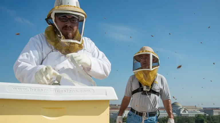 Two USDA beekeepers on a rooftop apiary, one in a white bee suit and veil, the other in a T-shirt, jeans and veil