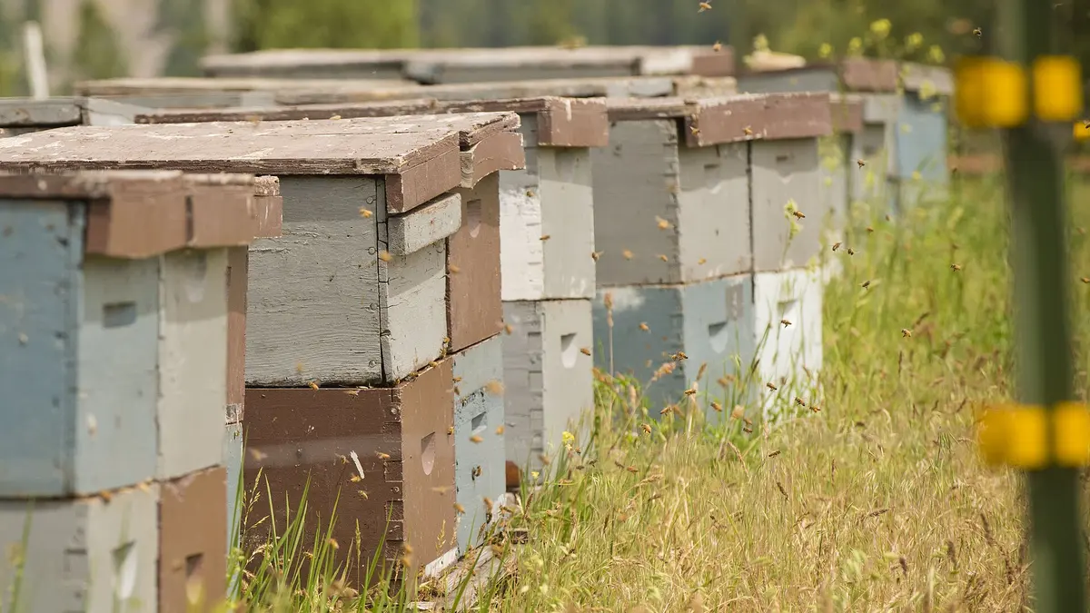Row of weathered painted beehive boxes in tall grass with honey bees flying around them at a Montana apiary