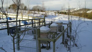 Three wooden beehives capped with snow inside a fenced enclosure on a snowy hillside in winter